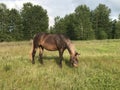 A brown horse with a beige mane grazes peacefully in a green meadow.