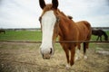 Brown horse with blue eyes glaze on a spring day near the fence. Royalty Free Stock Photo
