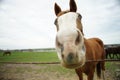 Brown horse with blue eyes glaze on a spring day near the fence. Funny portrait close-up Royalty Free Stock Photo