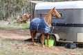 A brown horse with a blue rug tethered to a horse float