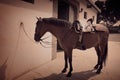 Brown horse bound to wall with leather saddle Royalty Free Stock Photo