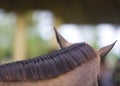 Brown horse braided mane Royalty Free Stock Photo