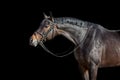 A brown  horse with bridle Royalty Free Stock Photo