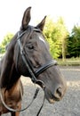 Brown horse with bridle and bit Royalty Free Stock Photo