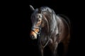 A brown  horse with bridle Royalty Free Stock Photo