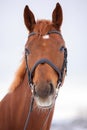 Brown horse with bridle and star on the forehead, photographed from the front in the head portraits.