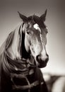 Brown horse with caparison in the farm yard Royalty Free Stock Photo