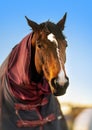 Brown horse with caparison in the farm yard Royalty Free Stock Photo