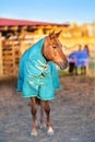 Brown horse with caparison in the farm yard Royalty Free Stock Photo