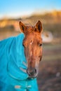 Brown horse with caparison in the farm yard Royalty Free Stock Photo