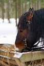 Brown horse close up eating hay outside on a winter day