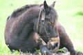 Brown horse close-up photography