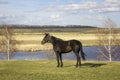 Brown horse closeup on a green spring meadow against the backdrop of a valley with a river and dry reeds under a blue sky Royalty Free Stock Photo