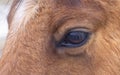A Brown horse closeup of its eye standing in a meadow on Wolfe Island, Canada Royalty Free Stock Photo