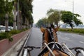 Brown horse in coach harness on empty street of seaside city. Vintage coach with horse.