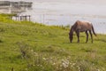 Brown horse on coast of lake - Ostroh, Ukraine.