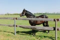 Brown horse in corral on farm. Domestic animal on field