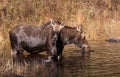 Cow moose and calf feeding in a pond in in Algonquin Park Royalty Free Stock Photo