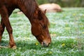 Brown horse is dancing on a green flowered meadow amid forests to escape from annoying flies Royalty Free Stock Photo