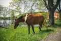 Brown horse with decoratice wreath collar as wedding gift.