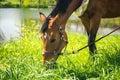 Brown horse with decoratice wreath collar as wedding gift.