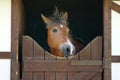 Brown horse, detail - only head visible out from wooden stables box Royalty Free Stock Photo