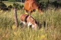 A brown horse and donkey grazing in a field of tall grass Royalty Free Stock Photo