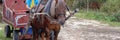 A brown horse drawn to a cart. The concept of animals, mammals Royalty Free Stock Photo