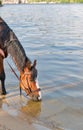 Brown horse drinking river water Royalty Free Stock Photo