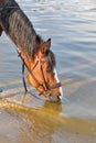 Brown horse drinking river water Royalty Free Stock Photo