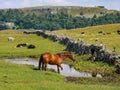 Brown horse with drinking water in meadow looking right Royalty Free Stock Photo