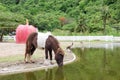 Brown horse drinking water in pond Royalty Free Stock Photo