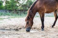 Brown horse drinking water from sand in sunny day Royalty Free Stock Photo