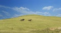 Brown horse drives and runs across the field after another individual proving his leadership qualities Royalty Free Stock Photo