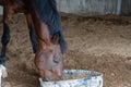 Brown horse eating and drinking from a black plastic bucket Royalty Free Stock Photo