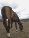 Brown horse eating dry grass Royalty Free Stock Photo