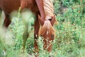 Brown horse eating in field