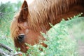 Brown horse eating in field