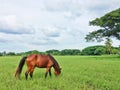 Brown horse eating grass Royalty Free Stock Photo