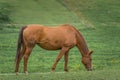 Brown horse eating grass on farming field. Green meadow in background Royalty Free Stock Photo