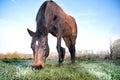 Brown Horse Eating Grass in a Field Royalty Free Stock Photo