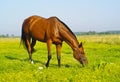 Brown horse are eating grass in a field Royalty Free Stock Photo