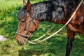 Brown horse eating grass on the field Royalty Free Stock Photo