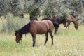 Brown horse eating grass in field, Horses grazing in a meadow Royalty Free Stock Photo