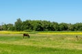 Brown horse eating grass in the field near village Royalty Free Stock Photo