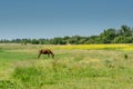 Brown horse eating grass in the field during sunny summer day near village Royalty Free Stock Photo