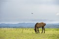 Brown horse eating grass on green field Royalty Free Stock Photo