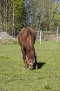 A brown horse eating grass in a green field in Finland. Royalty Free Stock Photo