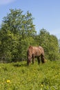 A brown horse eating grass on a green meadow in Finland. Royalty Free Stock Photo