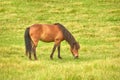 Brown horse eating grass in a meadow near the countryside. One stallion or pony grazing on an open field with spring Royalty Free Stock Photo